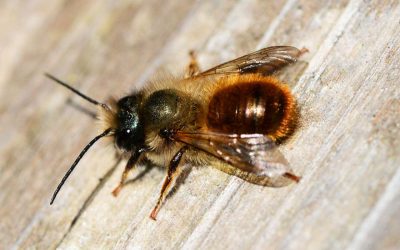 Badania na pszczołach murarkach