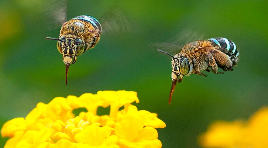 57 Naukowa Konferencja Pszczelarska 2020